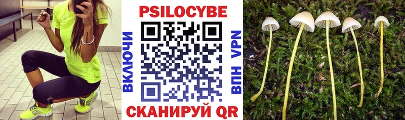 Купить где  Абакан  Галлюциногенные грибы Psilocybe 